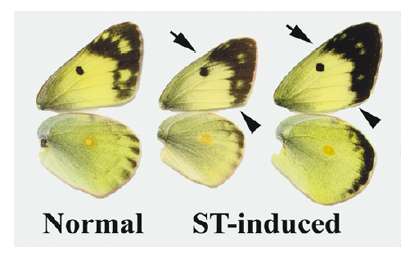 Colias (abb) (Internet Image property of respective owner, non-commercial use only)